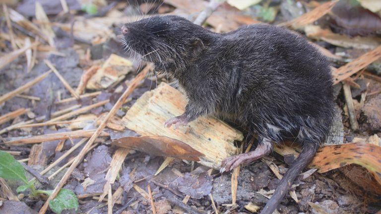 Blob-headed fish, swimming mouse: 27 bizarre species found in Peru