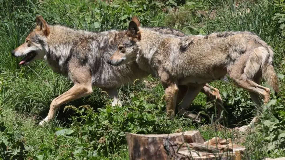 European Commission proposes to weaken wolves safeguards: Here's why