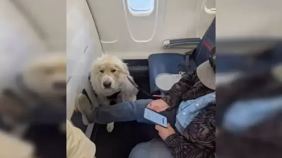 Passenger ordered to give up first-class seat for dog on Delta flight, sparking outrage