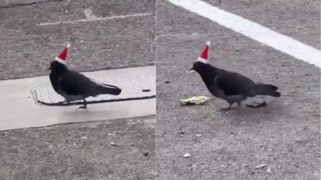 Watch: Pigeons with glued Santa hats spotted In Las Vegas, animal rescue teams investigating