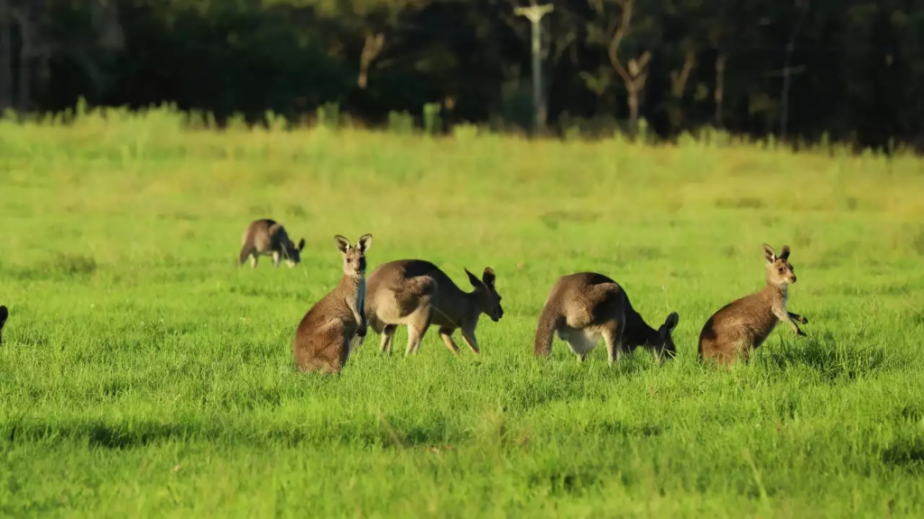 Man arrested after 98 kangaroos found dead in shocking case of animal cruelty in Australia