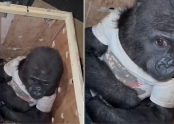 Watch: Baby gorilla in t-shirt rescued after being found stuffed inside crate at Istanbul Airport