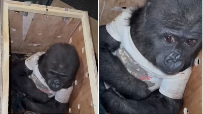 Watch: Baby gorilla in t-shirt rescued after being found stuffed inside crate at Istanbul Airport