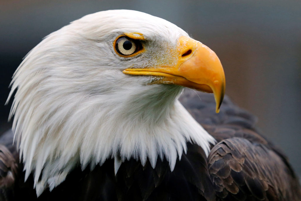 Biden signs a bill officially making the bald eagle the national bird of the U.S.