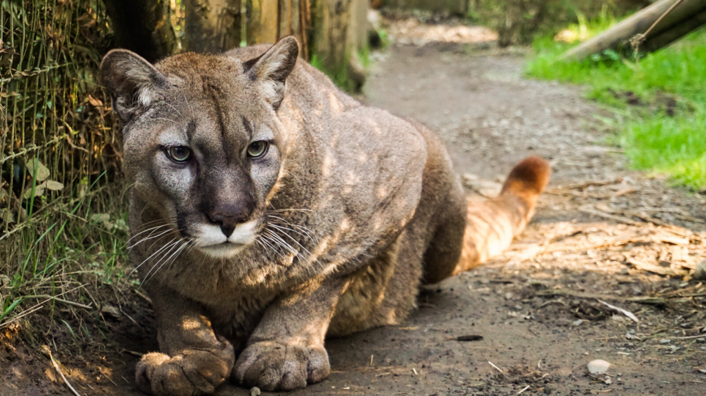 Bird flu kills 20 big cats at Washington animal sanctuary