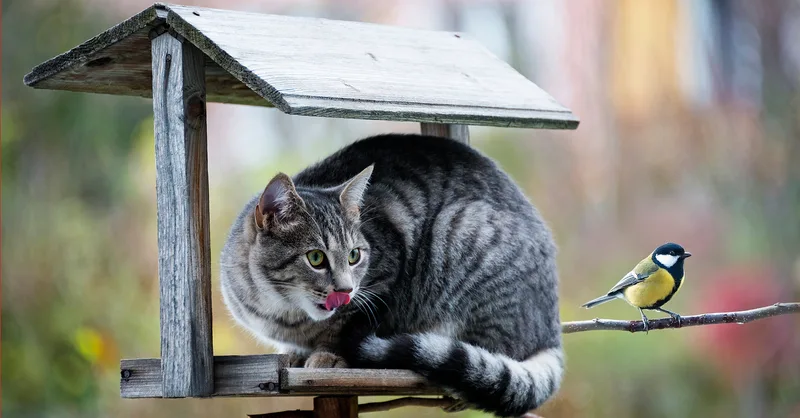 Cats at risk of bird flu: What pet owners need to know