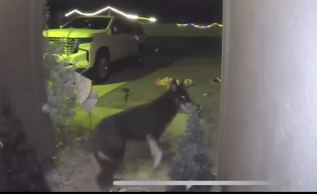 Florida: Missing dog returns home on Christmas Eve, rings doorbell at 2:30 am