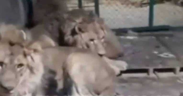 Watch: Zookeeper enters lion's den to impress girlfriend, films his own death