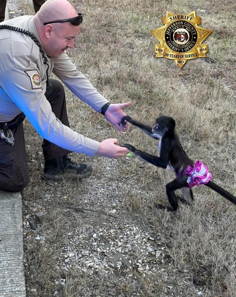 Missouri: Police called to rescue tutu-wearing escaped monkey