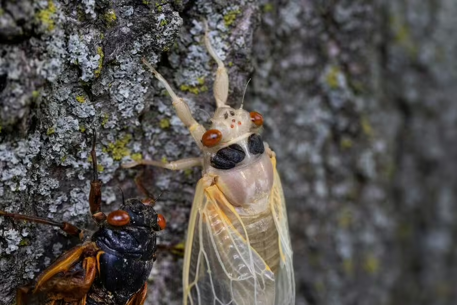 Alien-like cicadas poised to emerge across the US after 17 years