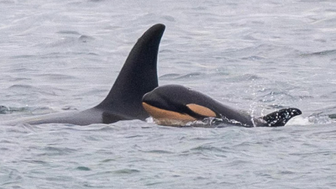 Grieving orca Tahlequah seen carrying dead calf again in US waters