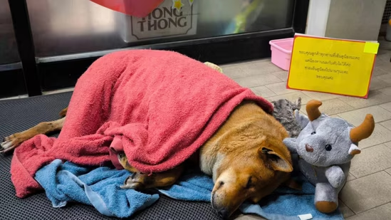 Thailand’s 'Hachi of Korat': Loyal dog waits months outside 7-Eleven for deceased owner, a homeless man