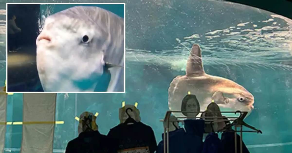 Japan aquarium uses human cutouts to cheer up lonely fish: A unique experiment brings unexpected results