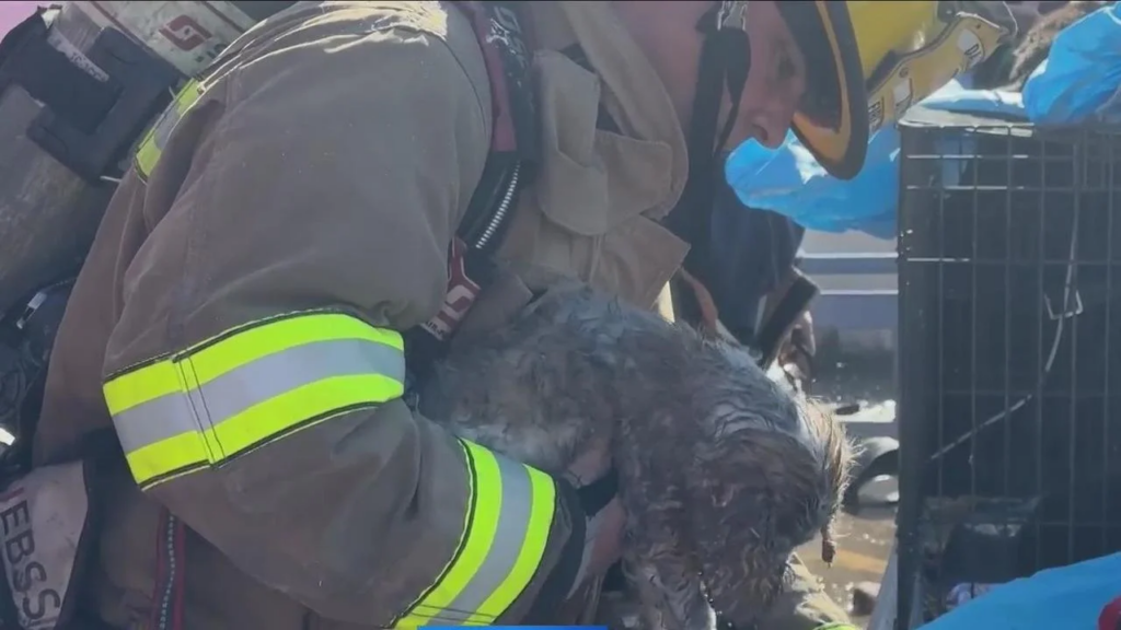 579 animals die from smoke inhalation in Dallas pet shopping center fire