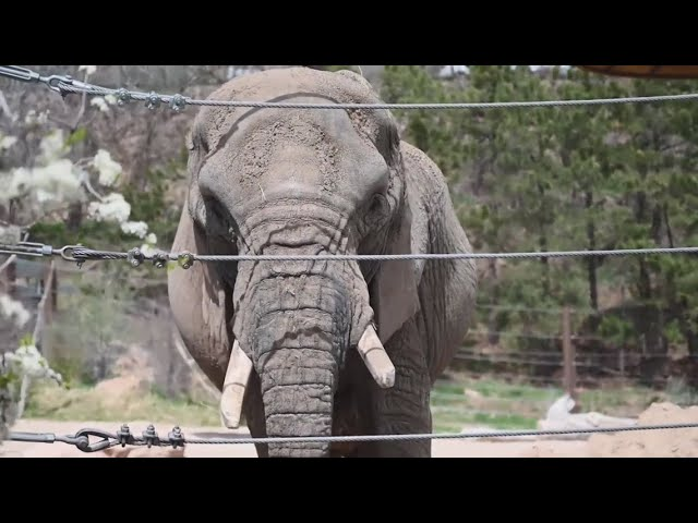 Colorado Supreme Court rules zoo elephants can’t be freed as they’re not ‘human’