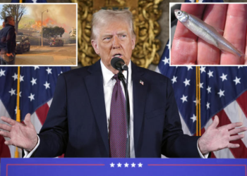 Delta smelt: Why Trump blames this fish for LA wildfires