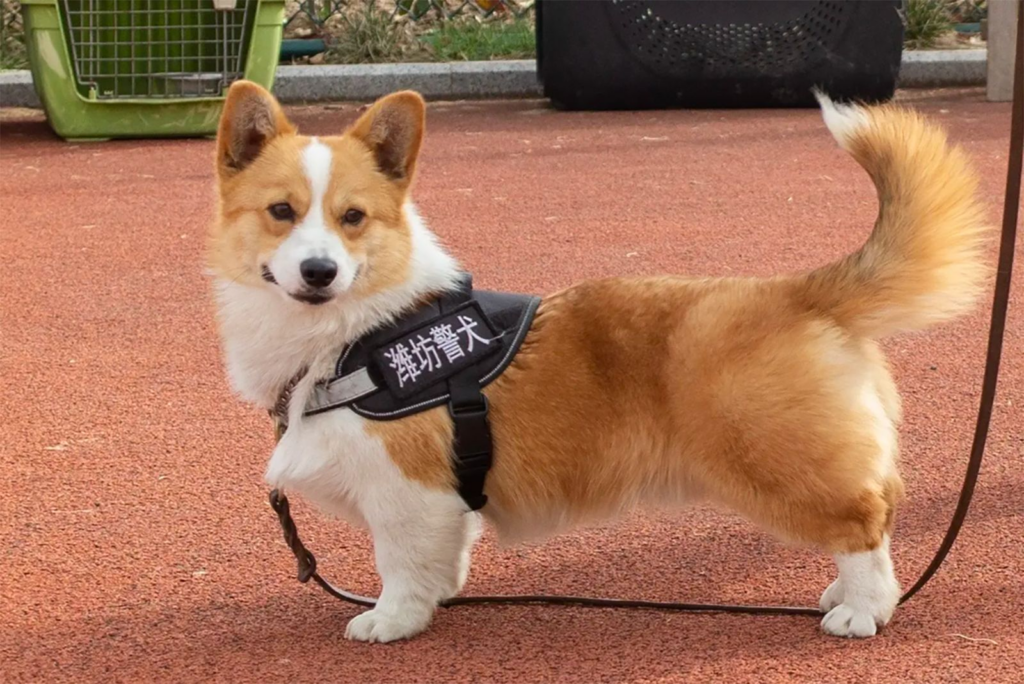 Chinese police dog loses year-end bonus rewards after sleeping on duty and peeing in food bowl