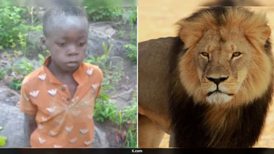 8-year-old boy survives five days alone in Zimbabwe's dangerous lion-filled rainforest