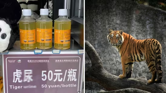 Chinese zoo sparks outrage for selling tiger urine as medicine