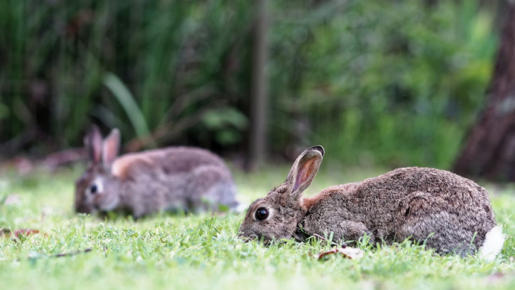 'Rabbit fever,' a rare disease, on the rise in the US: Symptoms, prevention, and fatality rate