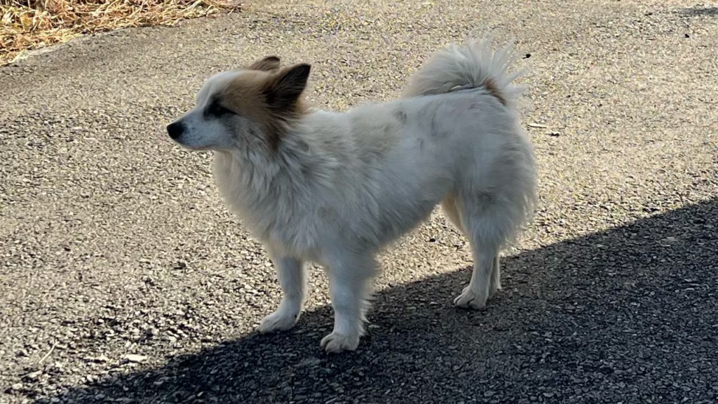 Pet dog left homeless after losing 9 family members in Jeju Air crash rescued by animal rights group