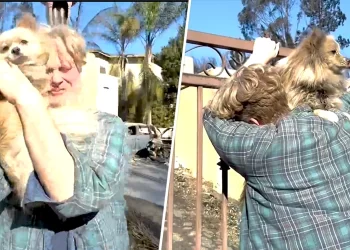 Watch: Man reunites with dog missing during Palisades Fire, sobs in joy