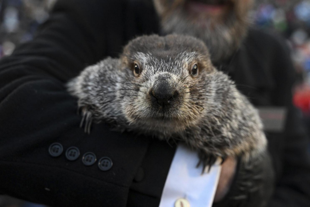 Scientists question accuracy of famous groundhog's weather forecasts