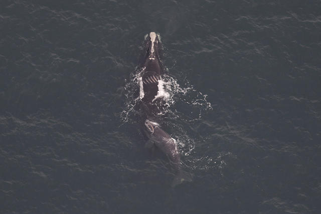 Rare whale and calf make unexpected appearance near New York city