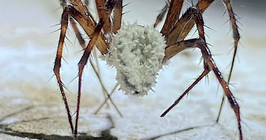 Fungus-infected 'zombie spiders' discovered in Irish caves