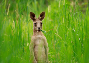 Australian scientists produce kangaroo embryos using IVF for first time