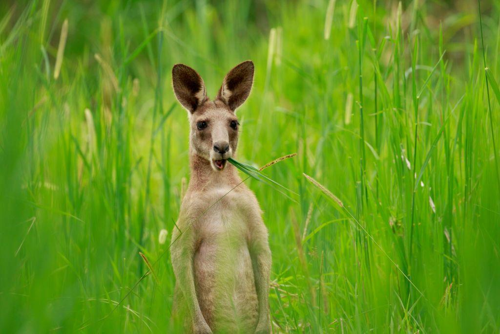 Australian scientists produce kangaroo embryos using IVF for first time