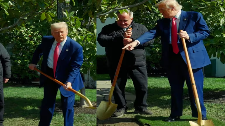 Donald Trump plants descendant of iconic White House tree