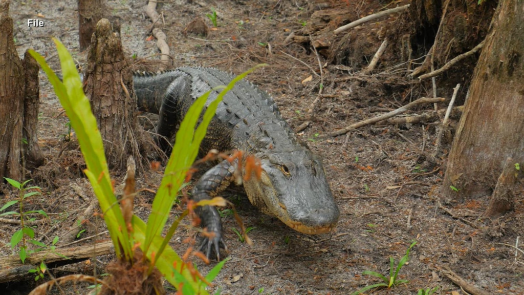 Alligator lunges at couple in backyard garden